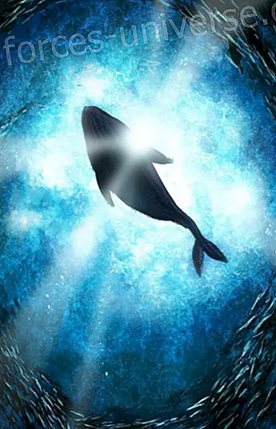 Den elskede hvalmor (sidste del) - Meddelelser fra himlen