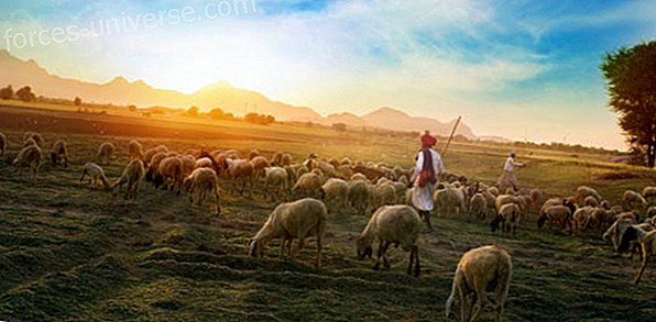 Lao Tzu: Be a Good Shepherd of Your Energy Field