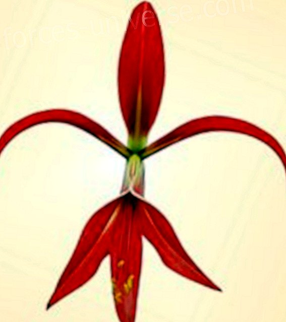 Pagsasanay ng Floral Therapist: Mga Sanaysay Anandaflora.February 14 hanggang 19.Argentina- Mga mensahe mula sa Langit - 