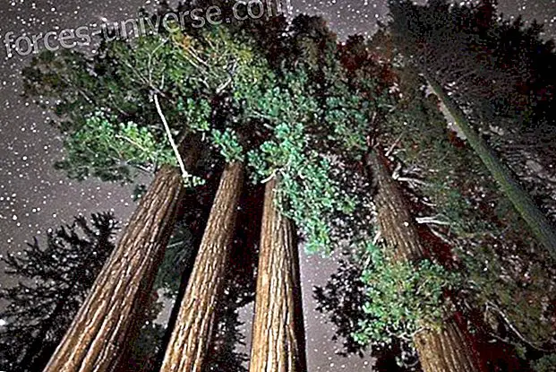 Crida a Despertar dels Arbres de Sequoia canalitzades per Aurelia Louise Jones - Missatges del Cel
