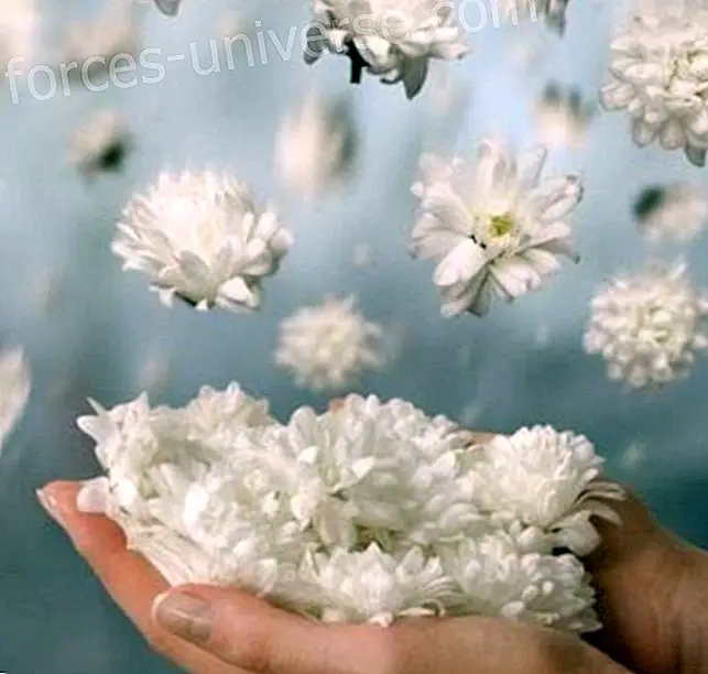 I will put white rose petals in your hands - Messages from Heaven