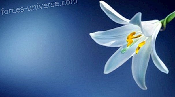 Message from Saint Teresa of Lisieux: She has Purity Lilies