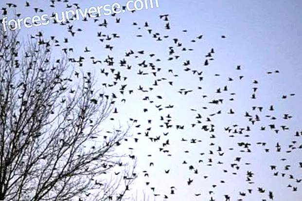 Zen-tanke: fugler på himmelen