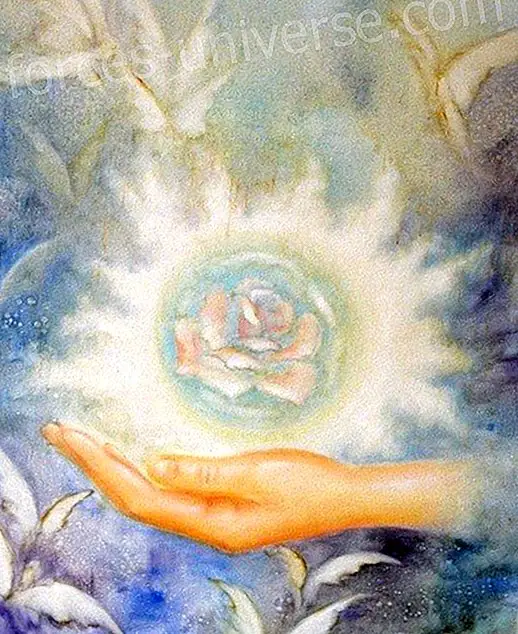 Paranemisen ruusu ~ Tietoisuuden valkoinen ruusu.  Lady portia - Viestit taivaasta