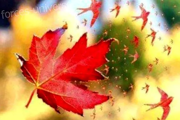 Autumn Tales: The leaf I wanted to fly…  by Montse AlmaLuz - Spiritual World