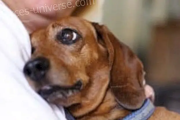 Dogs are able to feel the pain of humans - Spiritual World