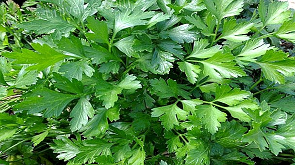 10 Important Benefits of Parsley for Health.
