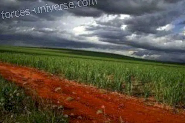 Land Conflicts: Sugar Fever - Spiritual World