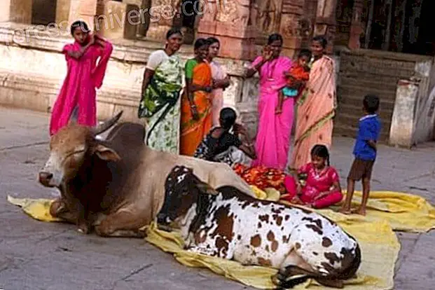 Miksi hindut palvovat lehmiä? - Hengellinen maailma