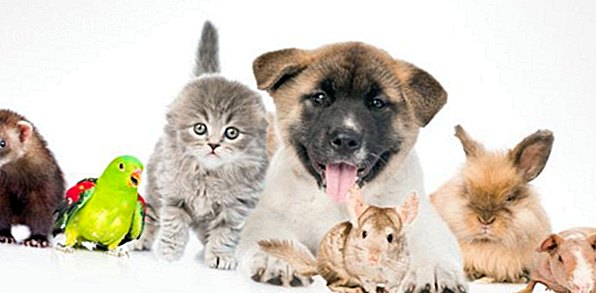 Kuidas saavad lemmikloomad meie tervist parandada? - Vaimne maailm