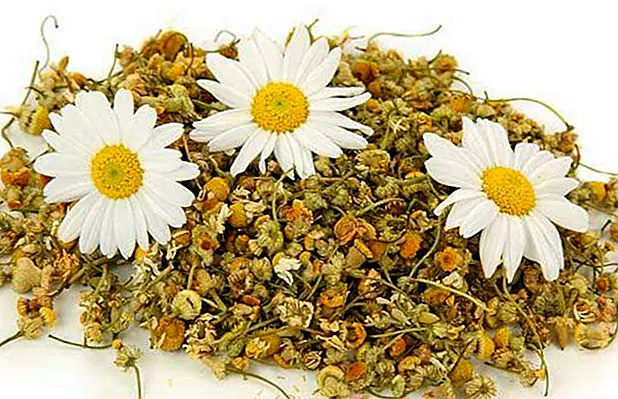 Roman chamomile: some common uses and applications - Professionals