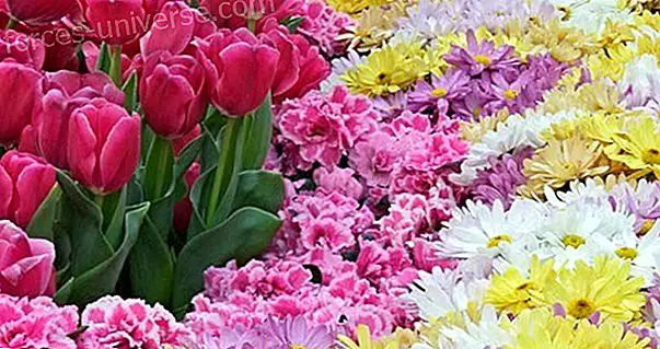 Kukkia ja kasveja jokaiselle merkille - Viisautta ja tietoa