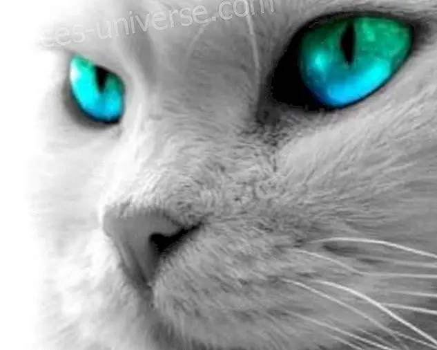 A macskák paranormális és misztikus ereje - Bölcsesség és tudás