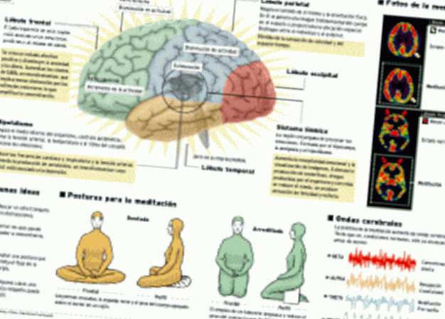 Otto settimane di meditazione sono sufficienti per cambiare il cervello - Saggezza e conoscenza