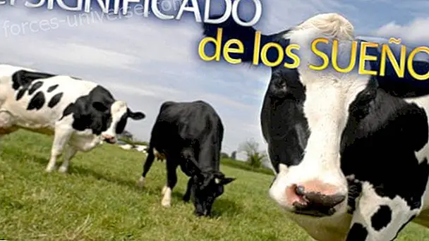 Dreaming of fat cows - interpretation of dreams - Wisdom and knowledge