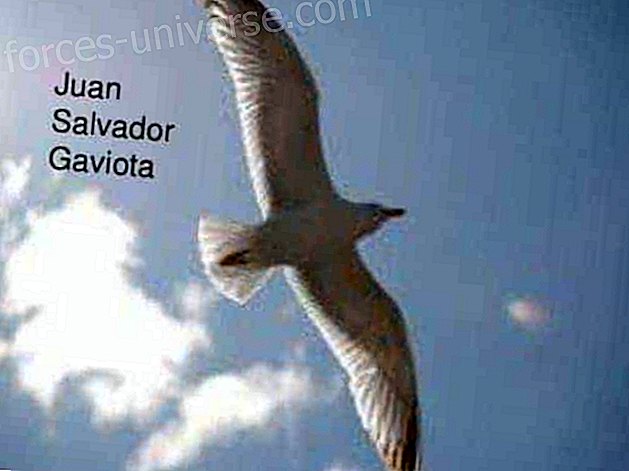 Juan Salvador Gaviota: raamat, mida ei saa oma kollektsioonis puududa. - Tarkus ja teadmised
