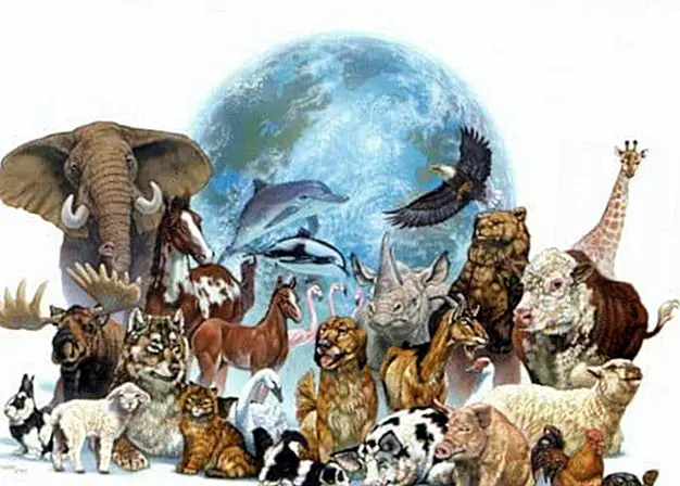 Signes al Cel d'Octubre 2013 / Gaia: Agraint a l'ànima col·lectiva dels animals canalitzat per Abjini Arráiz - Saviesa i Coneixement