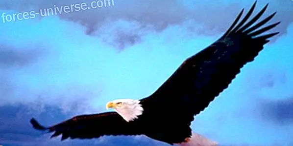 Les principes de l'aigle.  Exemple de dépassement et de leadership par Lur García - Sagesse et connaissance