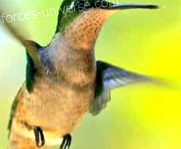 Burung kolibri dan acllahuasi, oleh Arnaldo Quispe - Kebijaksanaan dan pengetahuan