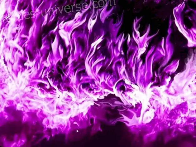 Violett Flammebön