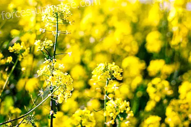 Bach flowers: Mustard (Mustard)