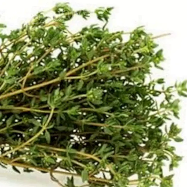 The magical properties of thyme