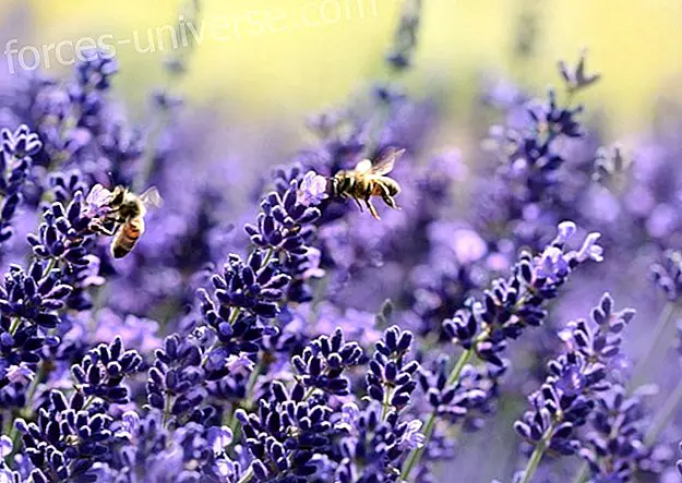 Lavender oil: health and well-being - Conscious Life