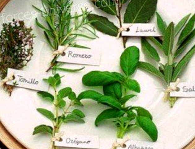 10 plantes médicinales et à quoi servent-elles? - Vie consciente