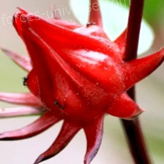 La Flor de Jamaica com Planta medicinal - vida Conscient