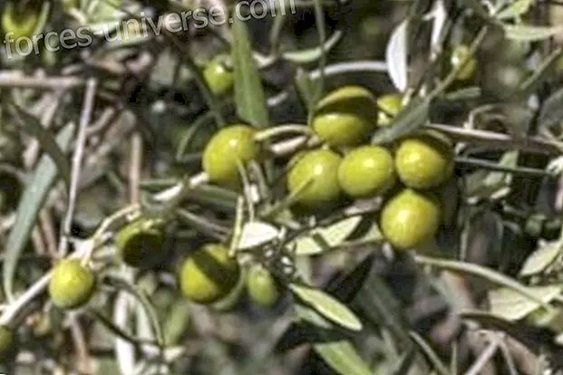 Olivenblätter: Medizinische Eigenschaften und gesundheitliche Vorteile - Bewusstes Leben