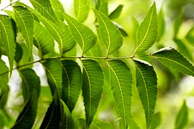 Arbre de neem, per l'acidesa, diabetis, artritis, la pell i més - vida Conscient