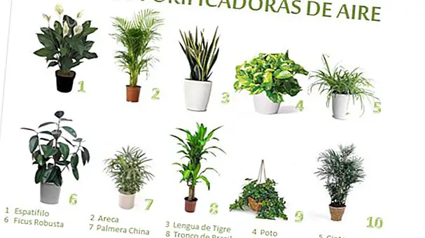 10 plantes qui purifient l'air de votre maison - Vie consciente