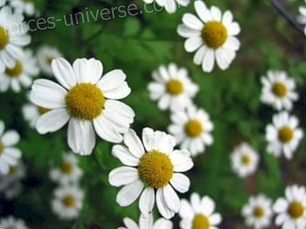 Chamomile: how and when to use it - Conscious Life