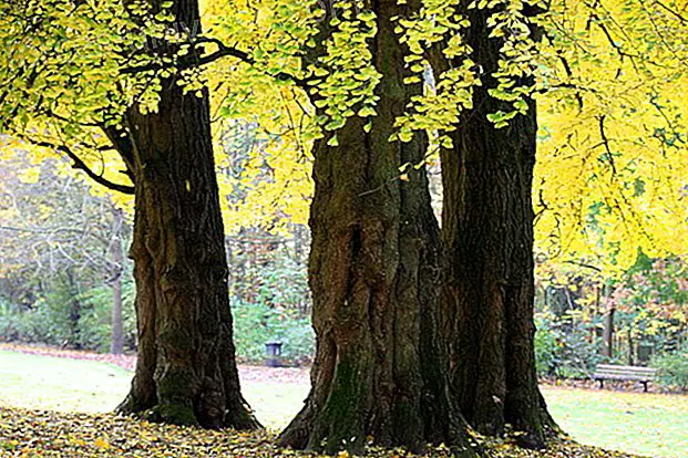 Ginkgo biloba: tuhandeaastane puu, mis suurendab meelt