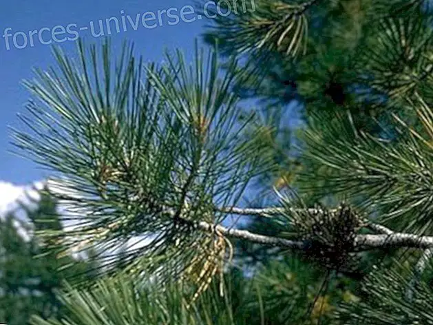 Bach Flower: Pine (Pine)