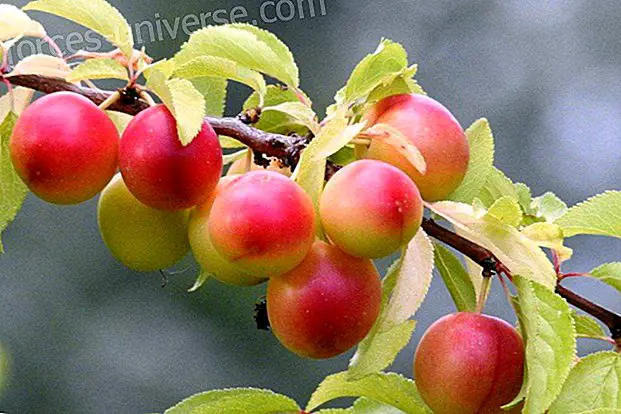 Flori de Bach: prune roșii (cireș de prune)