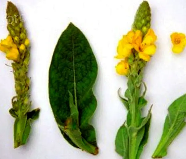 Phytotherapy dan tanaman obat untuk musim gugur dan musim dingin - Kehidupan Sadar