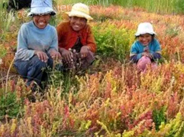 Amarantti, Quinoa ja Cañihua: siemenet, jotka voivat pelastaa maailman - Tietoinen elämä