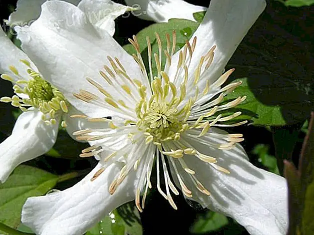 बाख फूल: क्लेमाटिस (क्लेमाटाइड) - चैतन्य जीवन