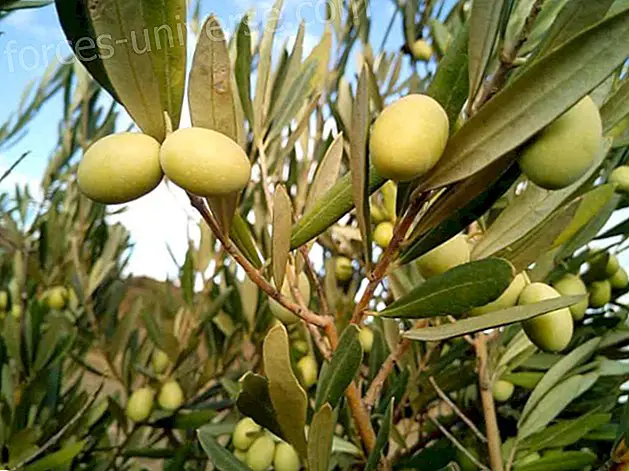 Bachi lilled: oliiv (oliiv)