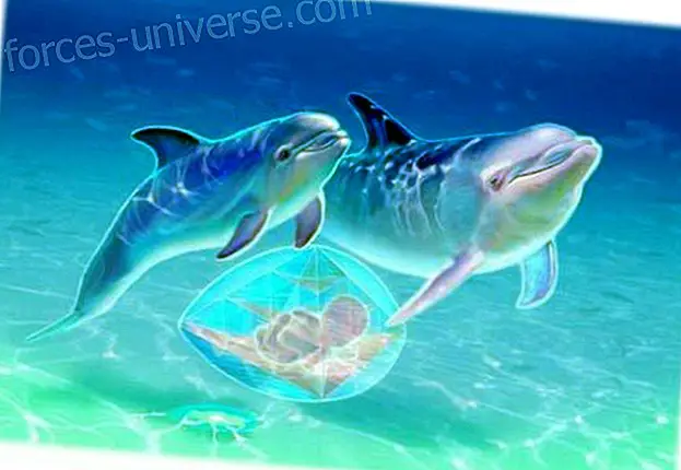 Syntyneet veden alla.  Kätilön delfiinit  Drunvalo Melkisedek. Tietoinen elämä 2024