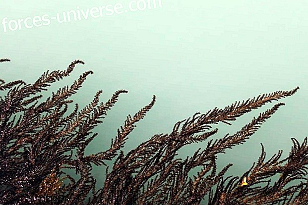 Algoteràpia: tractaments de salut i estètica amb algues marines - vida Conscient