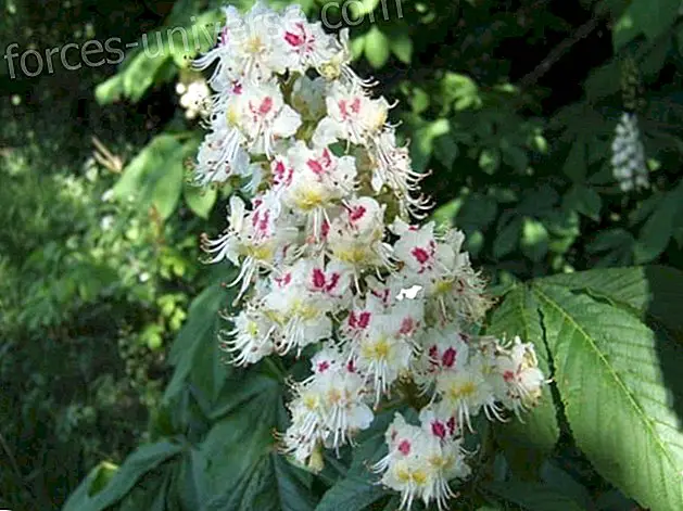 बाख फूल: सफेद चेस्टनट (हार्स चेस्टनट)