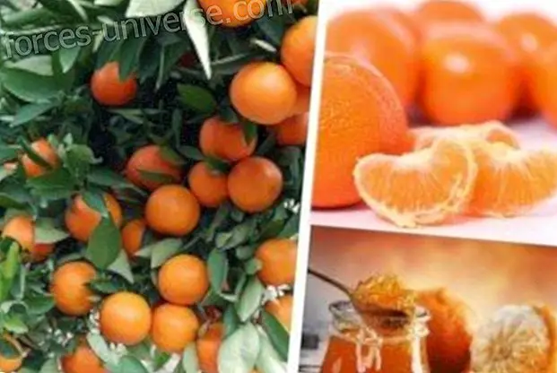 Beneficis de la Mandarina per a la salut - vida Conscient