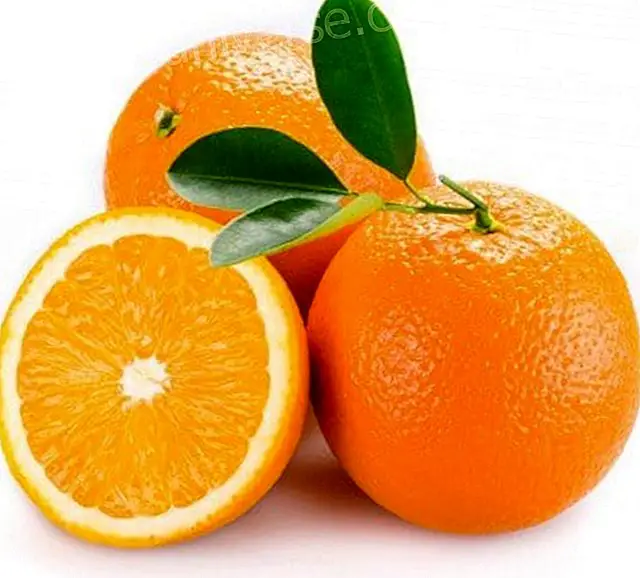 Orange näringsegenskaper - Medvetet liv