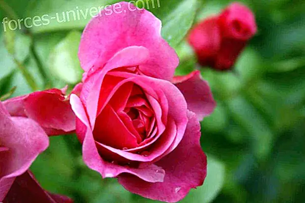 Bach-kukat: villi ruusu (villi ruusu tai ruusunmarja)