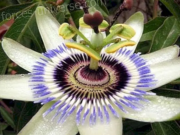 ला Passiflora: "जुनून फूल" के लाभ और गुण