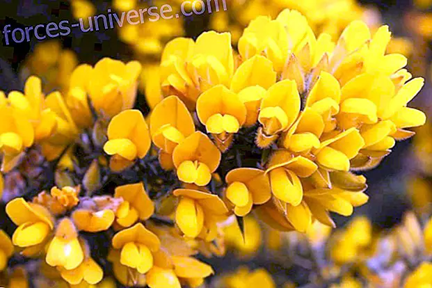 Bach blomster: Gorse (Gorse)