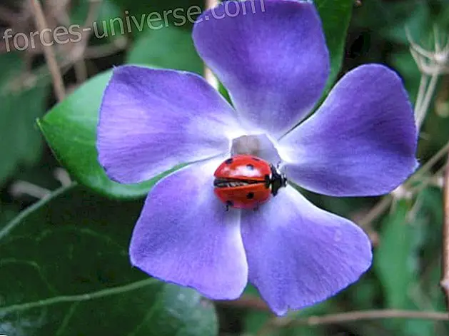 बाख फूल: सेराटो (सेराटोस्टिग्मा)