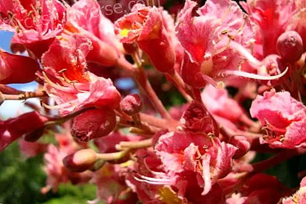 Bachi lilled: punane kastan (punane kastan)